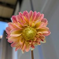 ダリア,種まきの画像