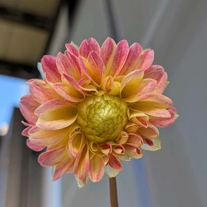 ダリア,種まきの画像