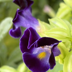 紫色の花,#ガーデニング,エクステリアの画像