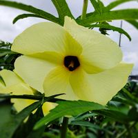 花オクラ,ハナオクラ（トロロアオイ）,食べられる,夏野菜,大きい花の画像