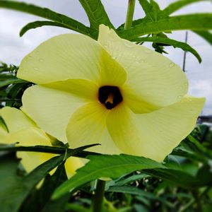 花オクラ,ハナオクラ（トロロアオイ）,食べられる,夏野菜,大きい花の画像