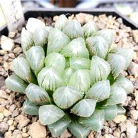 ハオルチア,ハオルチア オブツーサ,多肉植物,ハオルチア属,多肉大好きの画像