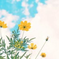 キバナコスモスの画像