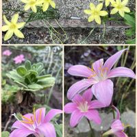 ゼフィランサス,元気もらえる,お花のある暮らしの画像