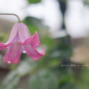クレマチス 踊場,地植え,花のある暮らし,緑のある暮らし,HTCの画像