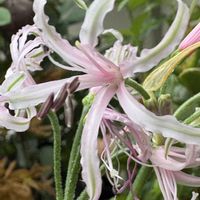 ネリネ,ネリネ マソニオルム,ベランダガーデニング,豪雨,植物のある暮らしの画像