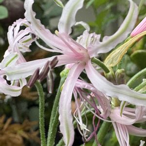 ネリネ,ネリネ マソニオルム,ベランダガーデニング,豪雨,植物のある暮らしの画像