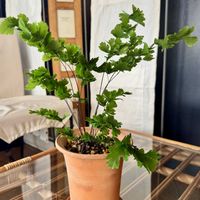 アジアンタム,ホウライシダ,アジアンタム　バイカラー,観葉植物,シダ植物の画像