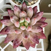 金魚姫,金魚姫,多肉植物,エケベリア属,タニラーの画像