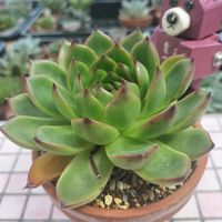 多肉植物,エケベリア属,クマと多肉日記の画像