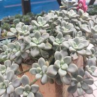 多肉植物,グラプト属,クマと多肉日記の画像