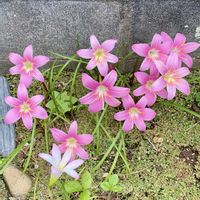 ゼフィランサスの画像
