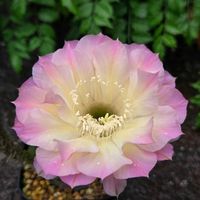 サボテン,花サボテン,多肉植物,サボテンの花,花のある暮らしの画像