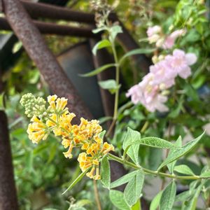 ノウゼンカズラ,ブッドレア,ナチュラルガーデン,ジャンクガーデン,お庭の花たちの画像
