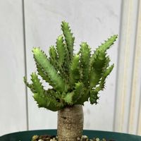ユーフォルビア飛竜,飛竜,ユーフォルビア ステラータ,多肉植物,ユーフォルビアの画像