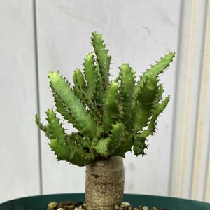 ユーフォルビア飛竜,飛竜,ユーフォルビア ステラータ,多肉植物,ユーフォルビアの画像