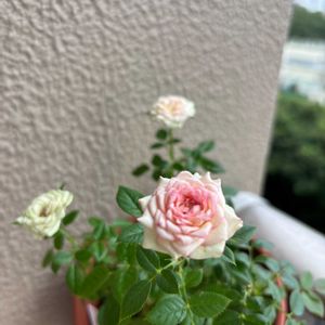アサガオ,ペチュニア,ペチュニア,ミニバラ,絞り咲き朝顔の画像