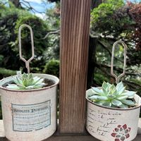 桃太郎,多肉植物,可愛い,赤い爪,夏に強い植物の画像