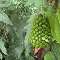 テンナンショウ,のんびり過ごそう,今日も笑顔で♡,素敵な1日を,#お庭と暮らすの画像