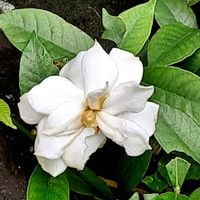クチナシ,散歩の途中の画像