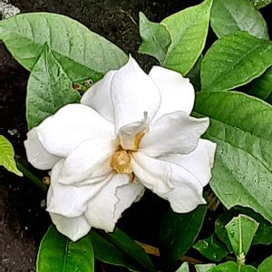 クチナシ,散歩の途中の画像