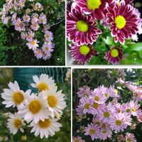 キク,ベランダガーデン,可愛い,癒し,小さな花壇の画像