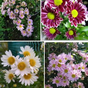 キク,ベランダガーデン,可愛い,癒し,小さな花壇の画像