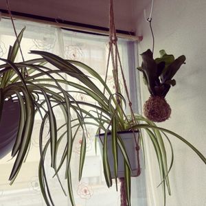 オリズルラン,ビカクシダ,ビカクシダ,斑入り,ネザーランドの画像