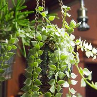 多肉植物 寄せ植え,多肉植物いろいろ,ディスキディア ミリオンハート,ジュエルオーキッド アネクトキルス・ロクスバーギー,多肉植物の画像