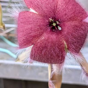 鉢植え,花のある生活,自宅の花,可愛い花,自宅の庭の画像