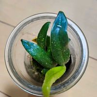 シダ,ミクロソリウム,コバルトシダ,ミクロソリウム　ステリー(コバルトシダ),観葉植物の画像