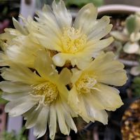 サボテンの花✨,サボテンの花,季節の花,記録pic,庭の画像