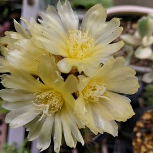 サボテンの花✨,サボテンの花,季節の花,記録pic,庭の画像
