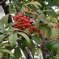 ナナカマド,お出かけ先の画像