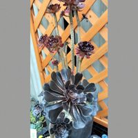 黒法師,リトープス,多肉植物,アエオニウム属,コノフィツム属の画像