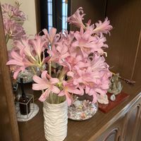 ナツズイセン,私の癒し,庭の画像