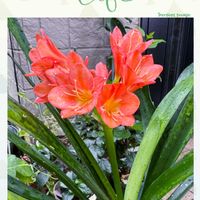クンシラン,ベゴニア,ペンタス,江戸風情,青蜻蛉葉葡萄鼠覆輪丸咲の画像
