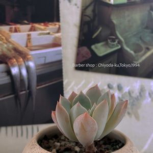 エケベリア,多肉植物,エケベリア属,平和を願う☆,部屋の画像