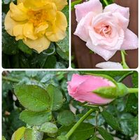 バラアイスバーグ,ジュリアチャイルド,薔薇 レオナルド・ダ・ヴィンチ,挿し穂のトケイソウ,挿し穂のトケイソウの画像