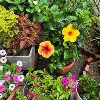 ハイビスカス サマーブリーズ,花のある暮らし,今日のハイビスカス,雨の中で,ハイビスカスイエローキングスの画像