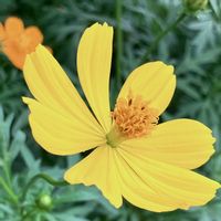 キバナコスモス,キバナコスモス,癒される,瑞々しい,鮮やかな色の画像