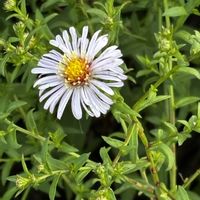 ユウゼンギク,野草,北海道,帰化植物,今日のお花の画像