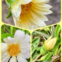 ガザニア,キク,朧月,アボガド種の水耕栽培,収穫の画像