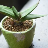 ガステリアの何とか,多肉植物,ガステリア,ガステリア属,植中毒の画像
