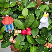 チェッカーベリー,かわいい,屋上ガーデン,花のある暮らし,ちいさな幸せ♡の画像