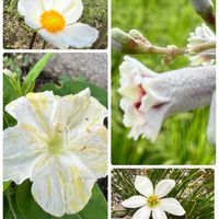 オシロイバナ,シュウメイギク,タマスダレ,サオトメバナ（ヘクソカズラ）,いつもありがとう♡の画像
