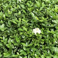 クチナシ,庭の画像