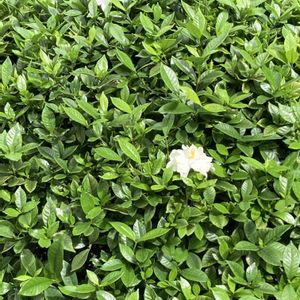 クチナシ,庭の画像