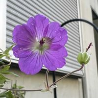 ゲラニウム,フウロソウ,ゲラニウム ブルーサンライズ,ゲラニウム　ブルーサンライズ,宿根・多年草の画像