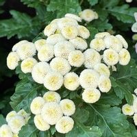 マトリカリア,ナツシロギク,キオン,植物園,山野草の画像